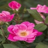 Rosa X Pink Knock Out Rose