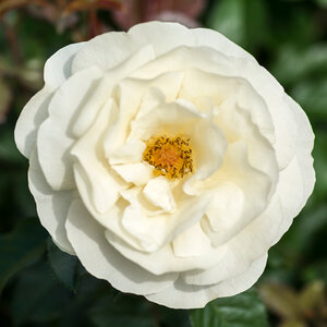 Rosa X White Knock Out Rose