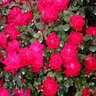 Rosa x Double Red Knock Out Shrub Rose True 2 gal. (7.57 L) Container