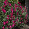 Rosa x Double Red Knock Out Shrub Rose True 3 gal. (11.36 L) Container