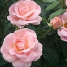 Rosa X Peachy Knock Out Rose