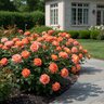 Rosa X Orange Glow Knock Out Shrub Rose
