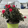 Rosa x Double Red Knock Out Shrub Rose