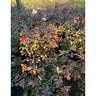 Rosa x Double Red Knock Out Shrub Rose