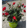 Rosa x Double Red Knock Out Shrub Rose Tree Form Standard True 2 gal. (7.57 L) Container