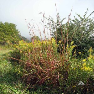 LESCO Native Tall Grass Seed Bulk (1 lb. minimum)