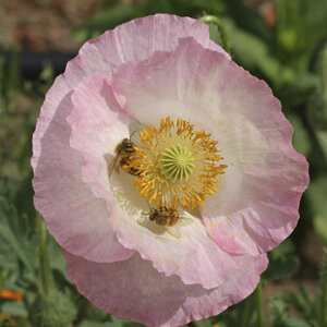 LESCO Honey Bee Wildflower Mixture Seed Bulk