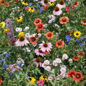 LESCO Northeast Us Wildflower Mixture Seed Bulk
