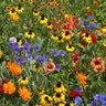 LESCO Southeast Us Wildflower Mixture Seed Bulk