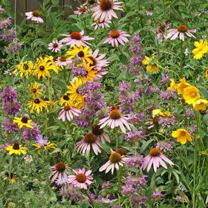 LESCO Eastern Pollinator Wildflower Mixture Seed Bulk