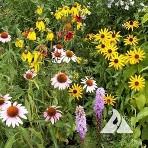 LESCO Native Perennial Wildflower Mixture Seed