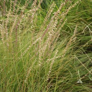 LESCO Shortgrass Native Grass Seed Mix Bulk