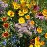 LESCO Bee Feed Wildflower Mixture Seed Bulk