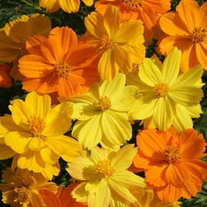 LESCO Sulphur Cosmos Wildflower Mixture Seed Bulk