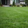LESCO 24-0-11 56% PolyPlus OPTI45 AS MOP Turfgrass Granular Fertilizer 50 lb. Bag