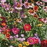 LESCO Butterfly Wildflower Mixture Seed Bulk