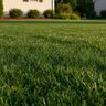 Live Earth Blitz-22 Fertilizer 50 lb.