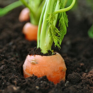 Live Earth Great 8 1-0-0 8% Humic 1% Kelp Liquid Fertilizer 275 Gal. Tote