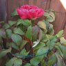 Luster Leaf Peony Rings Green 18 in. x 30 in.