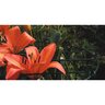 Luster Leaf Grow Through Rings Green 20 in.. x 30 in.