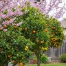 Lutz Ultra Tree Spikes for Fruit, Citrus, Flowering Trees an