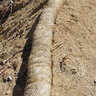 MKB ErosionTech Common Straw Wattle 20 in. x 20 ft. (7/pallet)