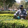 Makita Max XGT Brushless Hedge Trimmer 40V