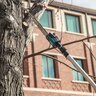 Makita LXT Brushless Telescoping Pole Saw Kit 10 in. x 13 ft. Length 36V (18V X2) 5.0Ah