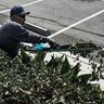 Makita 40V Max XGT Brushless Cordless 24 in. Single-Sided Hedge Trimmer Kit w/ Battery (4.0Ah)