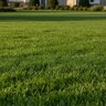 Fertilizer 22-0-6 50 lb.