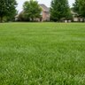 THRIVE Granular Fertilizer 20-0-0 100% AS 50 lb.