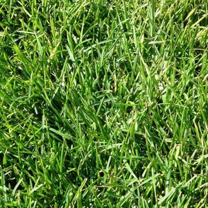 Medallion Tall Fescue Seed 25 lb.