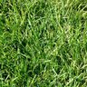 Medallion Tall Fescue Seed 25 lb.