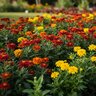 Medina Hasta Gro Plant Food 6-12-6 Liquid Fertilizer 1 qt. Bottle