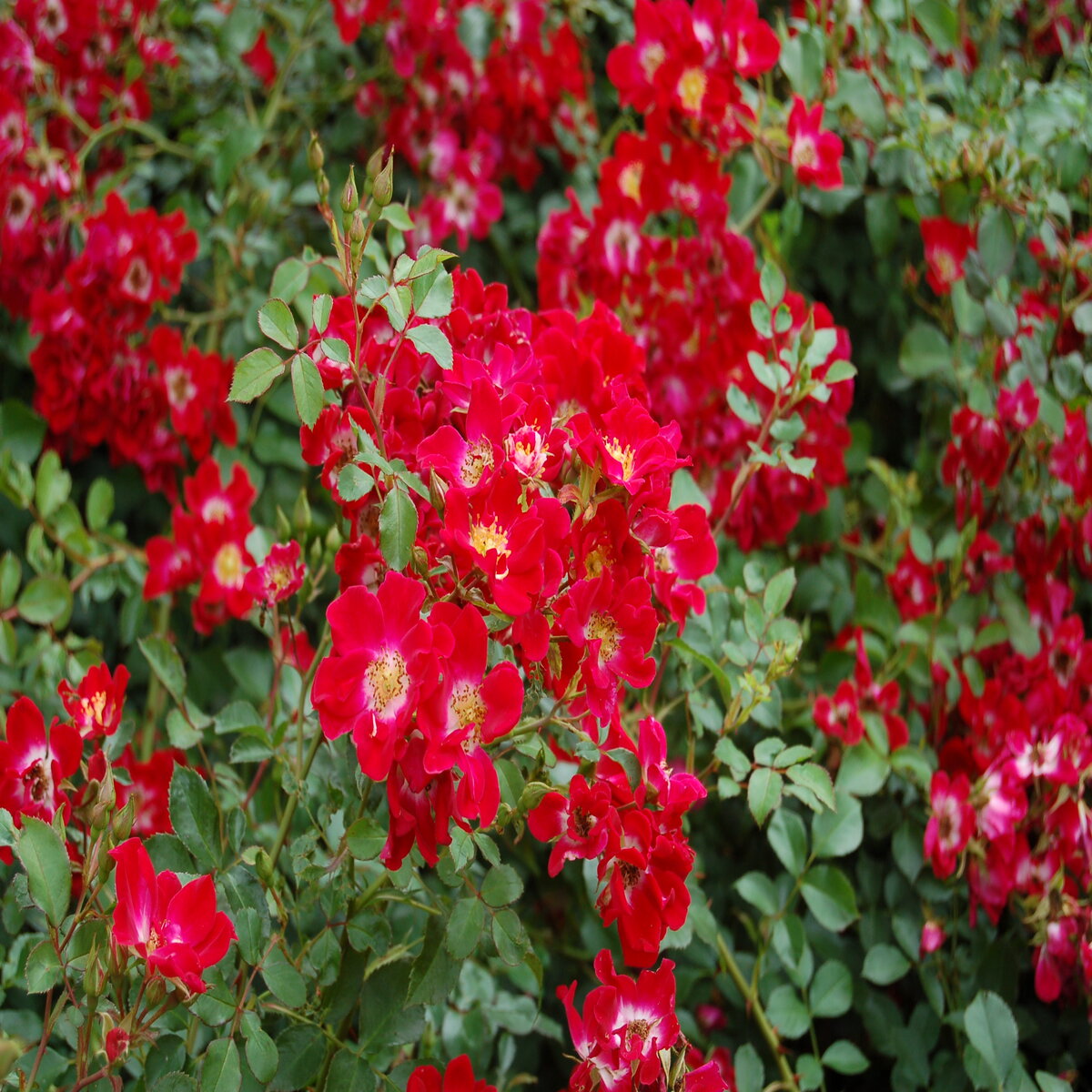 Rosa X Red Meidiland Rose | SiteOne US