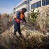 Milwaukee M18 Fuel Pole Articulating Hedge Trimmer