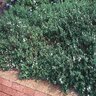 Lantana Sellowiana White Lightnin' Monrovia Trailing Lantana 5 gal. Container