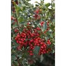 Ilex X Meserveae Berri-Magic Kids Monrovia Blue Holly Combination 5 gal. Container