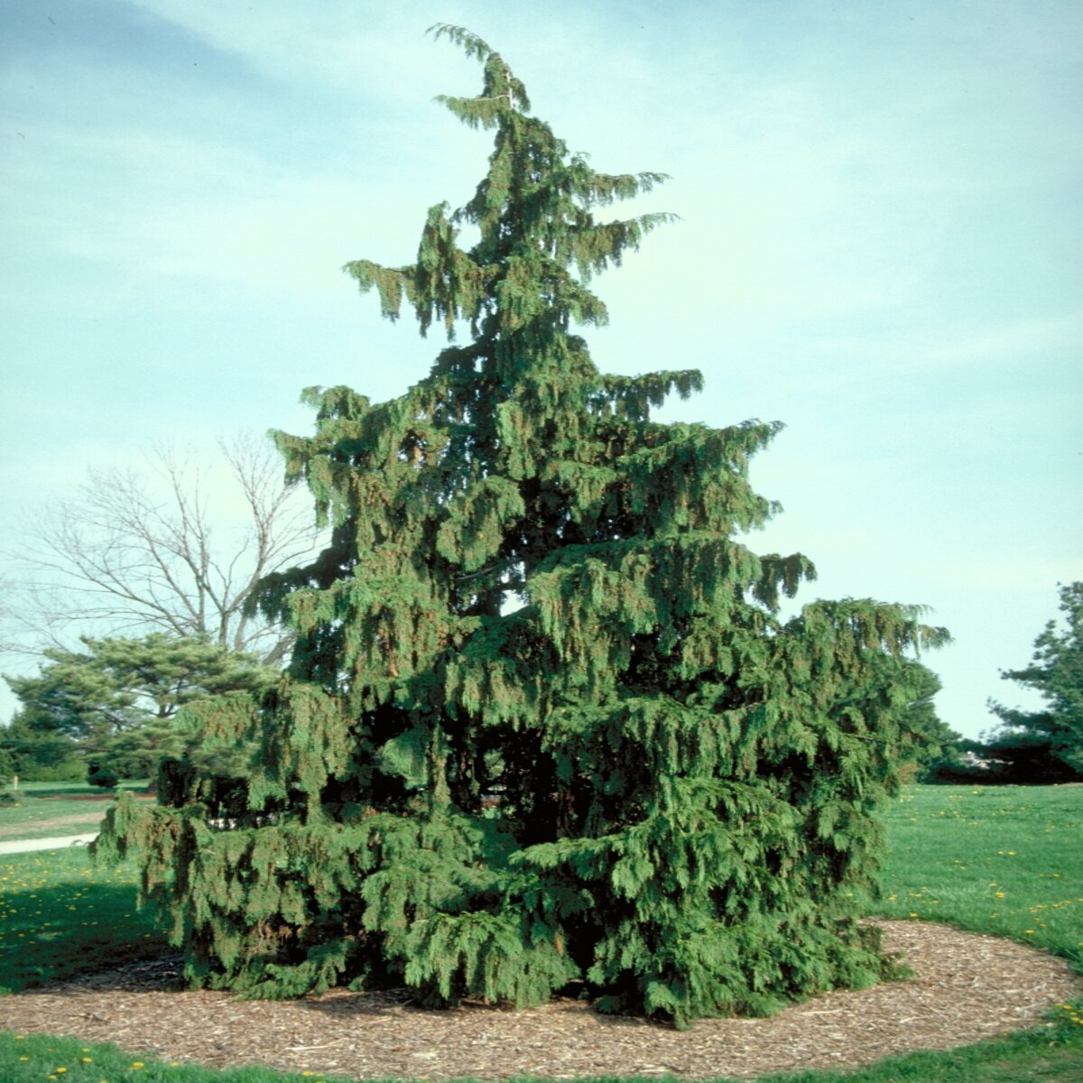 Inspiring Alaskan Cedar Weeping Gallery