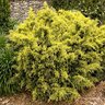 Juniperus X Pfitzeriana Sea of Gold Monrovia Juniper 5 gal. Container