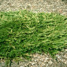 Juniperus Horizontalis Prince of Wales Creeping Juniper