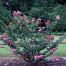 Lagerstroemia Indica X Fauriei Zuni Crape Myrtle