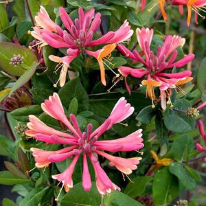 Lonicera Heckrottii Goldflame Honeysuckle