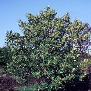 Prunus Caroliniana Bright 'N Tight Cherry Laurel