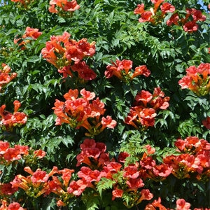 Campsis radicans Balboa Sunset Monrovia Trumpet Vine
