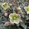 Helleborus X Walhelivor Ivory Prince Christmas Rose