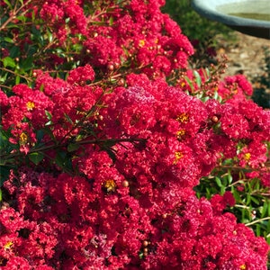 Lagerstroemia Indica Cherry Dazzle Crape Myrtle