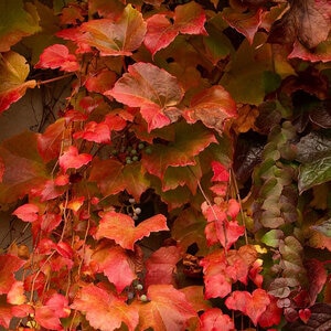 Parthenocissus Tricuspidata Veitchii Boston Ivy