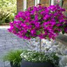 Bougainvillea Purple Queen Monrovia Bougainvillea Tree Form Standard 5 gal. Container