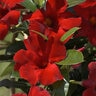 Mandevilla X Sun Parasol Giant Crimson Mandevilla